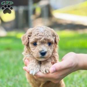 Prince Kaspian, Bich-Poo Puppy